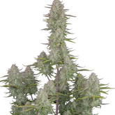 Wedding Cheesecake Auto - 420 FASTBUDS